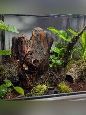 Natural Driftwood Hide for Reptile & Invertebrate Terrariums